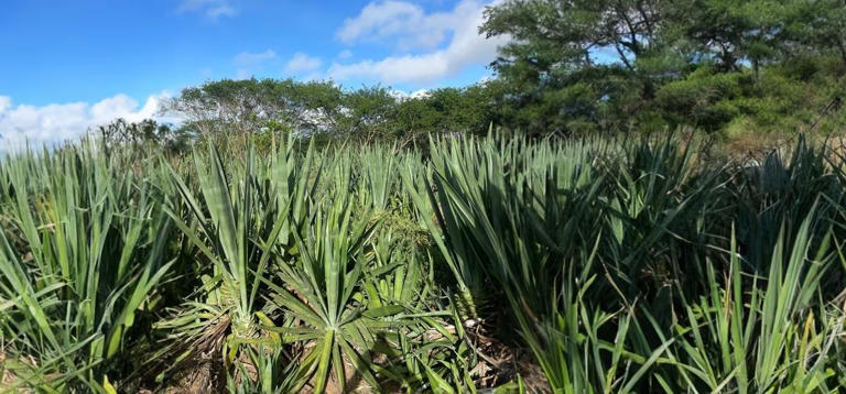 Pesquisadores brasileiros tentam transformar planta em "cana do sertão"; entenda